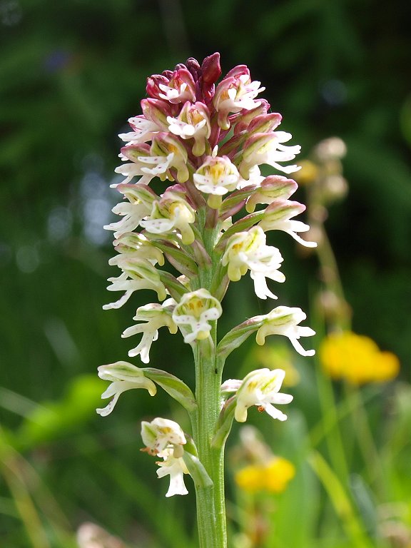 9 orchidee dal Nevegal